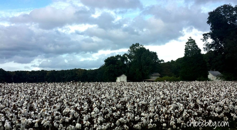 Cotton Fields in eastern NC at Big Mill BB | www.chloesblog.bigmill.com/picking-cotton-farm-bed-and-breakfast-nc