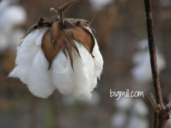 Fully grown cotton boll at Big Mill B&B Extended Stay farm 