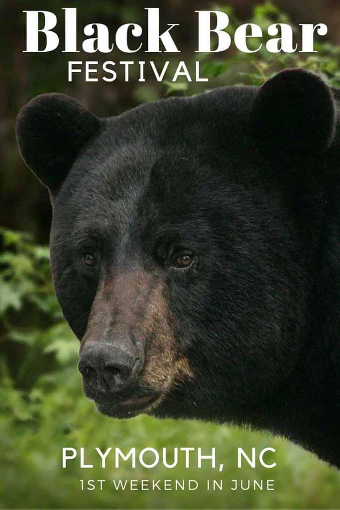 NC Black Bear Festival in eastern NC tours bear habitats