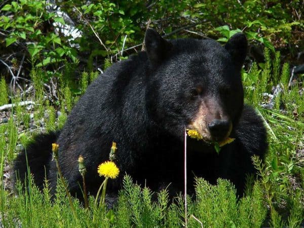Black bear eating dandelines photo