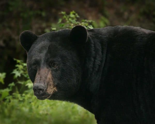 Photo of black bear in eastern NC