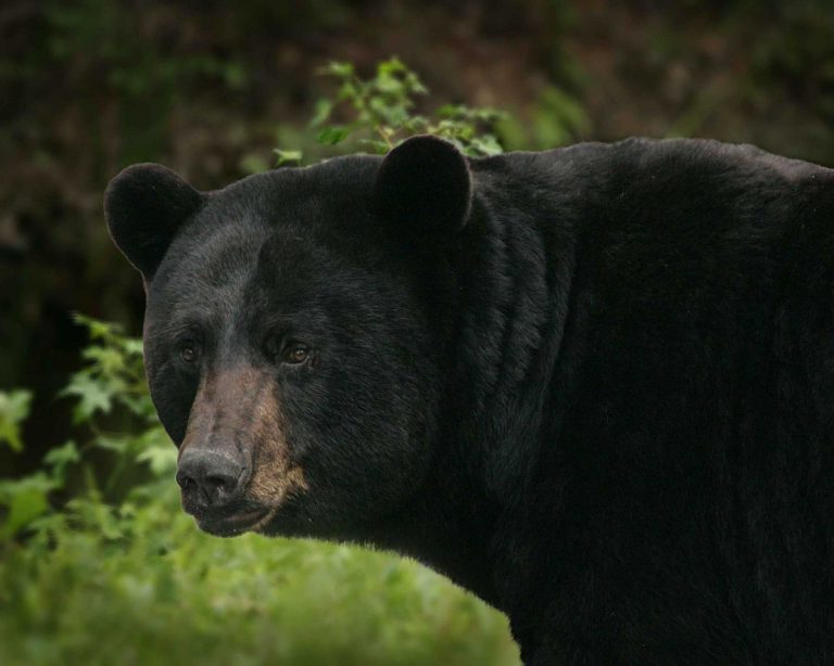 NC Black Bear Festival in eastern NC tours bear habitats