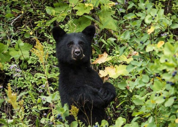 Baby Black bears can be seen in eastern North Carrolina 