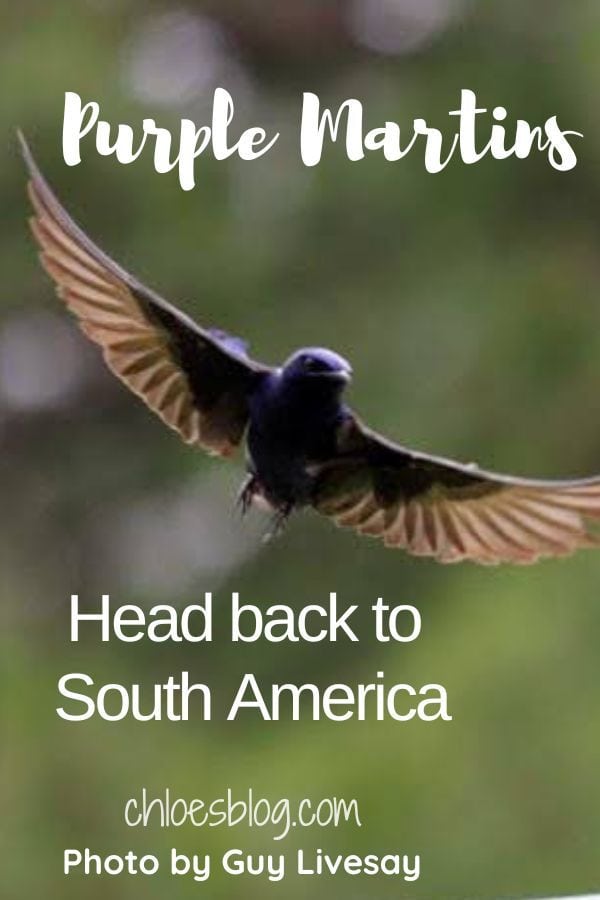 Purple Martins Return to South America