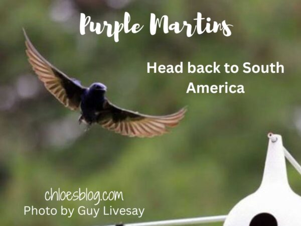 Photo of Purple Martin at Big Mill Extended Stay B&B