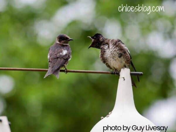 photo of Purple Martins arguing at Big Mill B&B Extended Stay