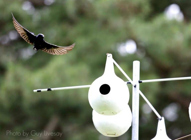 Welcome Home to Our Purple Martins