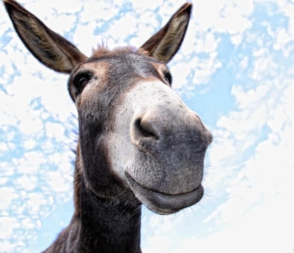 Smiling donkey photo