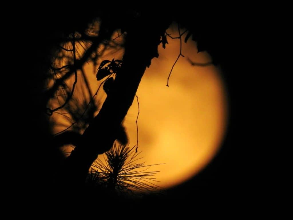 flower moon in NC photo