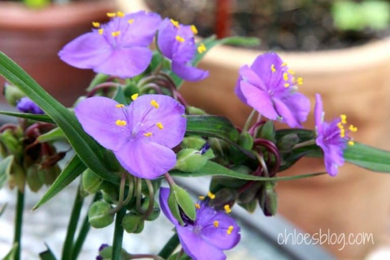 The Flower Killing Moon has a fascinating heritage