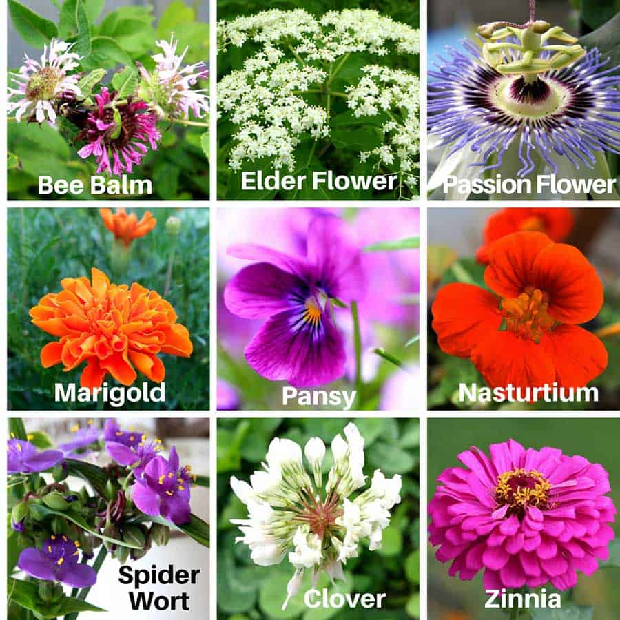 Fun Things to do With Edible Flowers Big Mill B&B