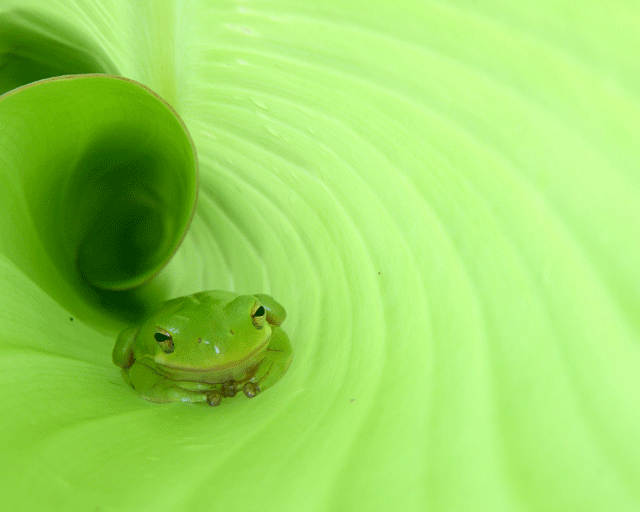 Big Mill Bed and Breakfast nature photographer wins photography award in Wildlife in North Carolina magazine photo contest