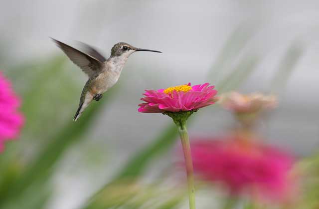 Guy Livesay, Eastern North Carolina photographer, snaps this hummingbird at North Carolina Bed and Breakfast at Big Mill